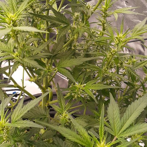 GDP #1 growlog timeline photo