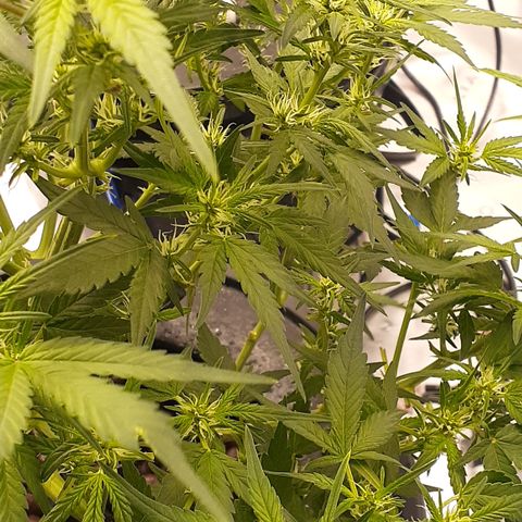GDP #1 growlog timeline photo