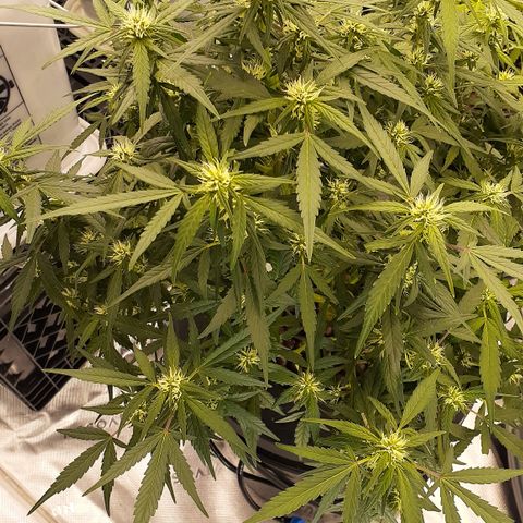 GDP #1 growlog photo: She's doing super well super bushy drinking a lot of water with tons of Bud sites stacking