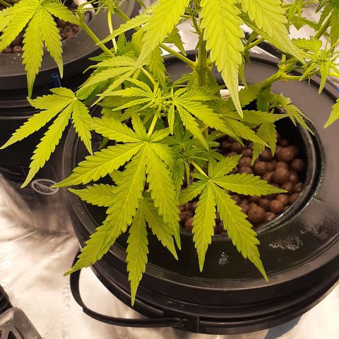 AP growlog photo: I must caught up to Grand Daddy Purp next to her even though she was 3 weeks late to the party doing very well in veg