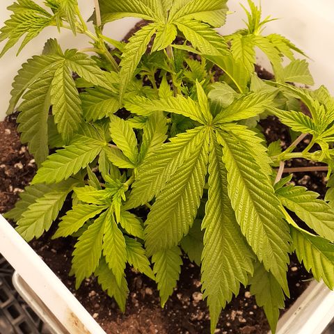 MG growlog photo: Has fully recovered from the topping top two branches starting to Veer out nice huge leaves some have been defoliated already very interesting strong genetics
