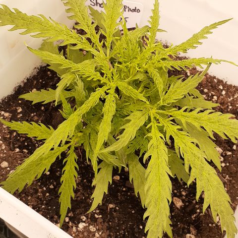 SG growlog photo: Very unique Leaf characteristics they also have a soft velvety feeling to the top side still have not topped her waiting for her to get a little taller super bushy underneath have to foliate it some of the bigger leaves that were draping over the canopy