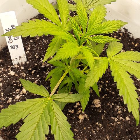 CG x2 #1 growlog timeline photo