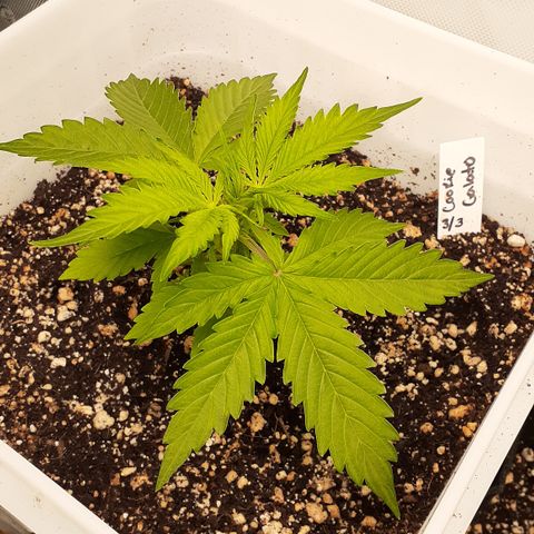 CG x2 #2 growlog timeline photo