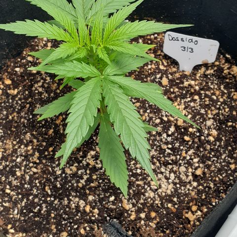 Dede growlog timeline photo
