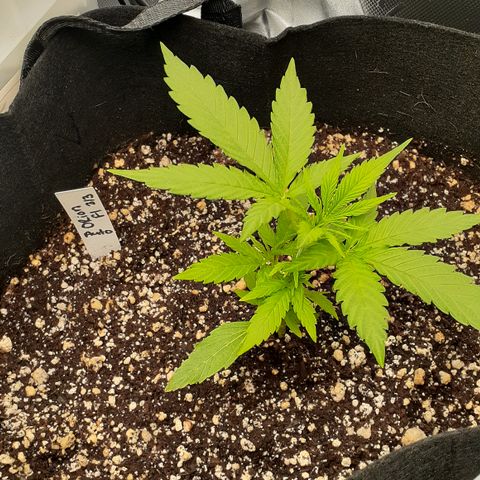 OF1 growlog timeline photo