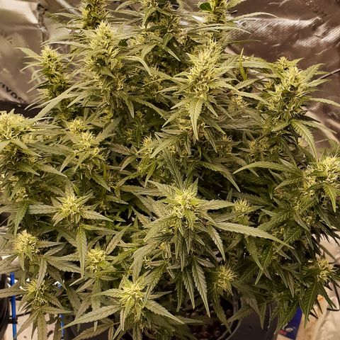 GDP #1 growlog photo: Week 8-9 of flower, drinking lots of water and hella buddy! Smell is strong fruity and gassy!