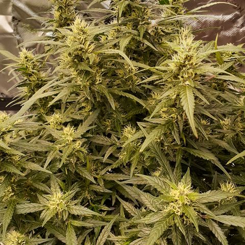GDP #1 growlog photo: Week 8-9 of flower, drinking lots of water and hella buddy! Smell is strong fruity and gassy!