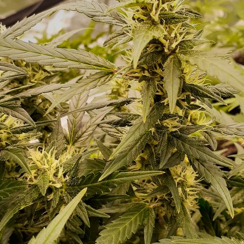 GDP #1 growlog photo: Week 8-9 of flower, drinking lots of water and hella buddy! Smell is strong fruity and gassy!