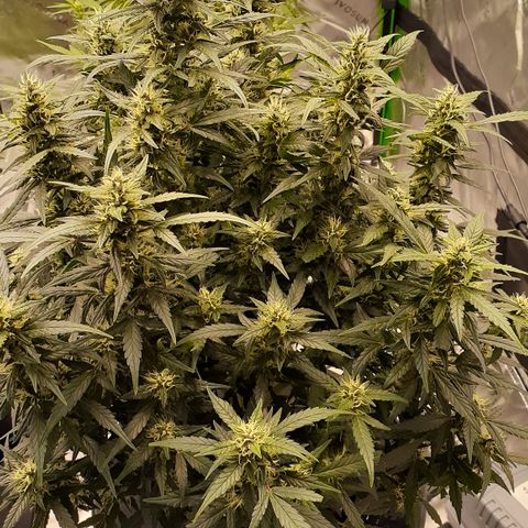 GDP #1 growlog photo: Week 8-9 of flower, drinking lots of water and hella buddy! Smell is strong fruity and gassy!