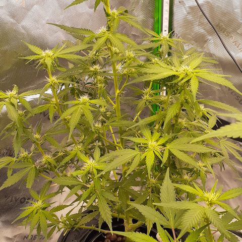 AP growlog photo: Sbe has caught up with the othe DWC and is buddy and thriving in week 2 of flower!