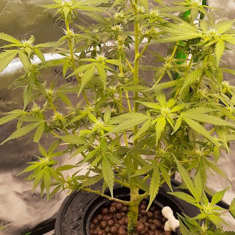 AP growlog photo: Sbe has caught up with the othe DWC and is buddy and thriving in week 2 of flower!