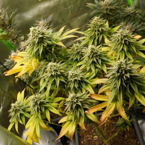 Blue Brachiosaur  growlog timeline photo