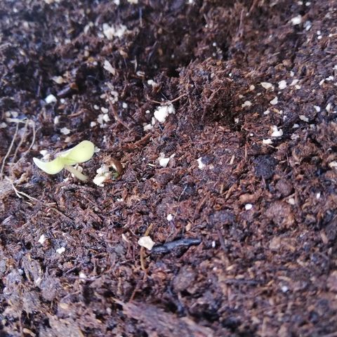 Korra growlog timeline photo