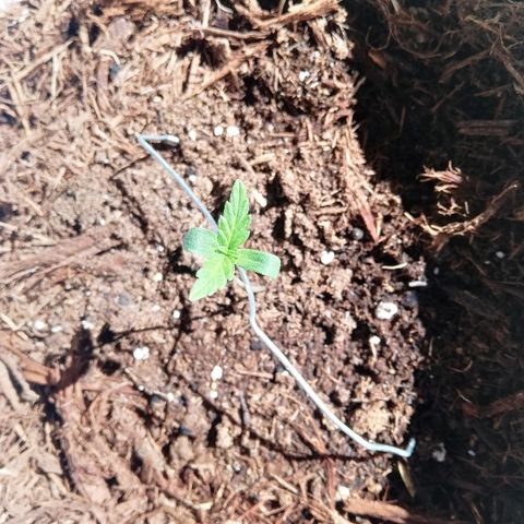 Korra growlog timeline photo