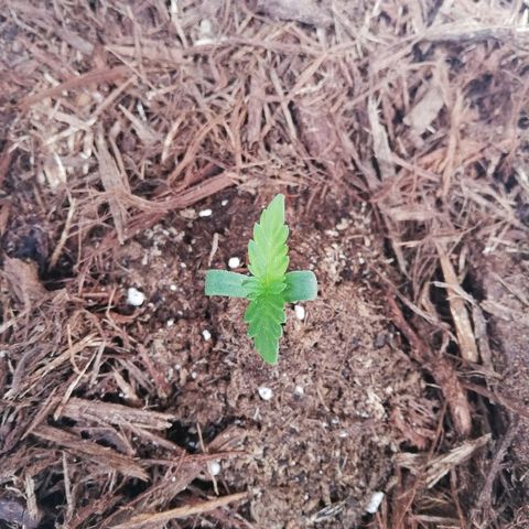Korra growlog timeline photo