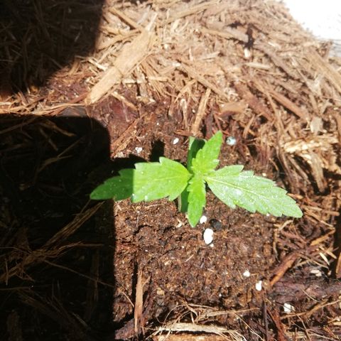 Korra growlog timeline photo