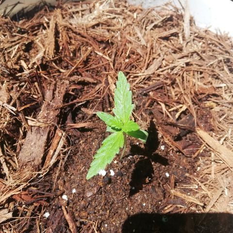 Korra growlog timeline photo