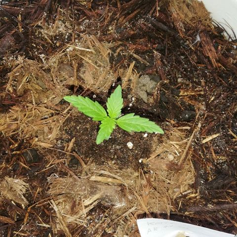 Korra growlog timeline photo