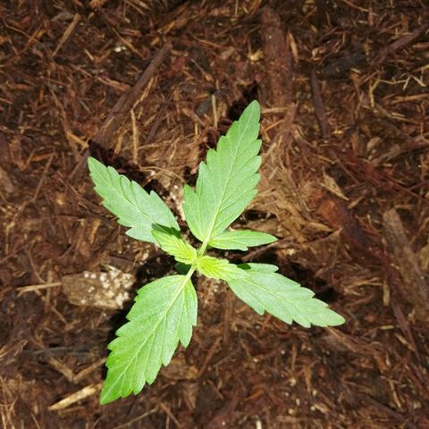 Korra growlog photo: 7 cm