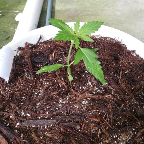 Korra growlog photo: 10.5