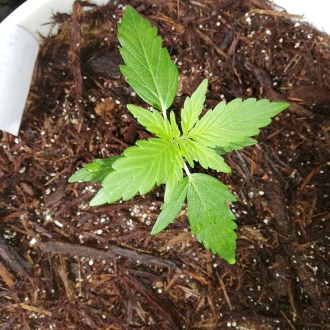Korra growlog photo: 19 días de vegetación 