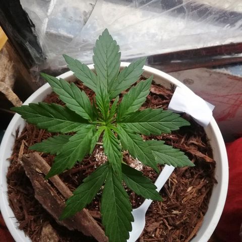 Korra growlog photo: 20 cm