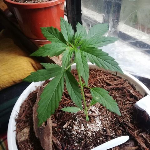 Korra growlog photo: 20 cm