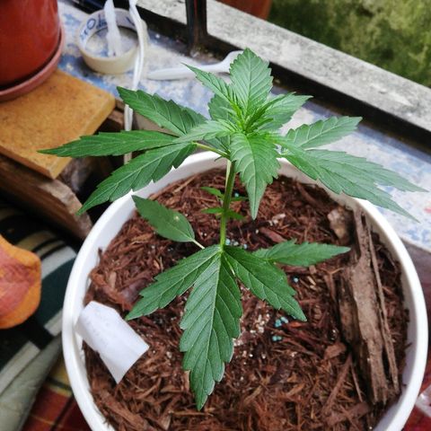 Korra growlog photo: 27 cm