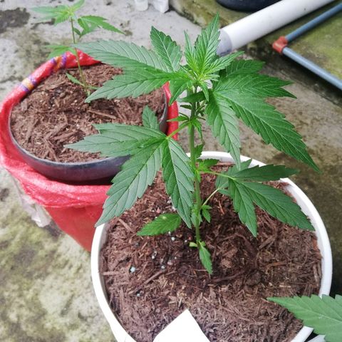 Korra growlog photo: 29 cm