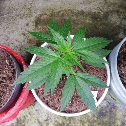 Korra growlog photo: 29 cm