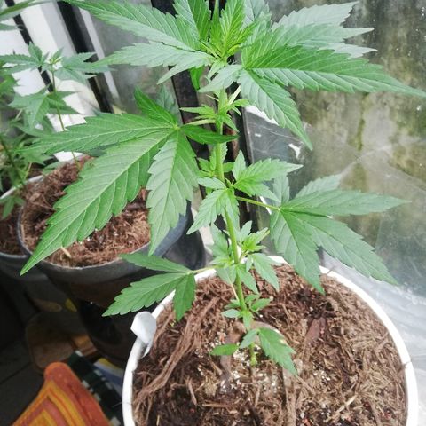 Korra growlog photo: 37 cm
