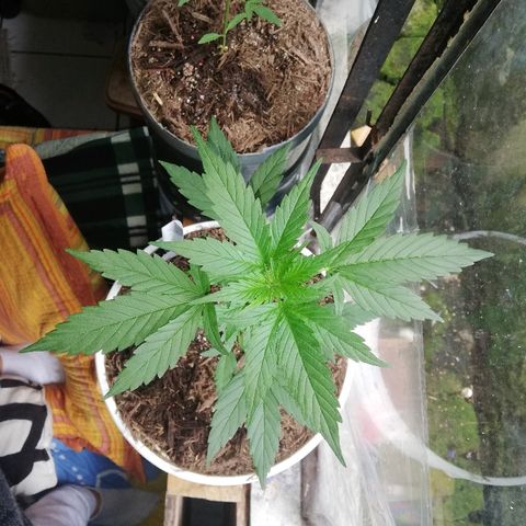 Korra growlog photo: 37 cm
