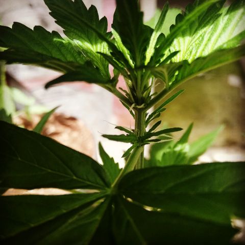 Korra growlog photo: 35 días desde el germinado 40 cm