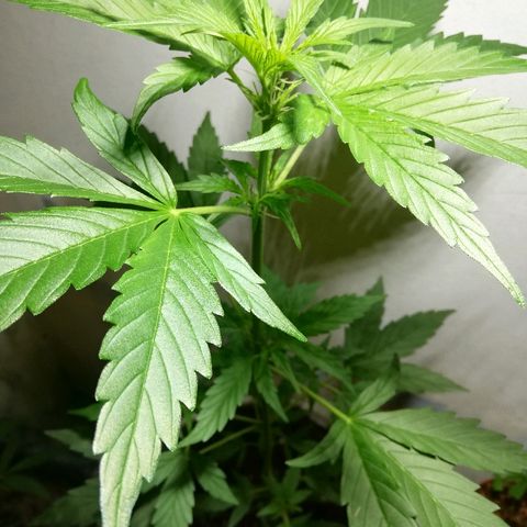Korra growlog photo: 50 cm