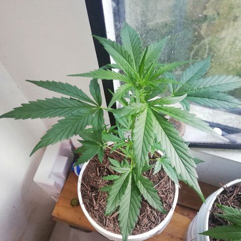 Korra growlog photo: 60 cm