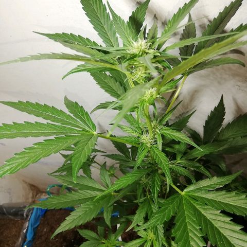 Korra growlog photo: 80 cm
48 días 