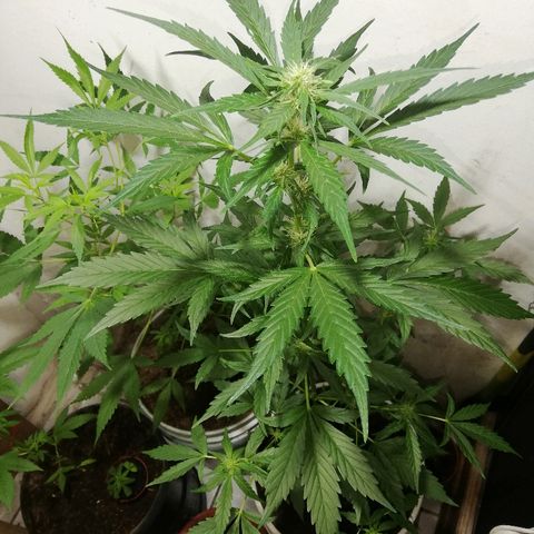 Korra growlog photo: 85 cm
51 días 