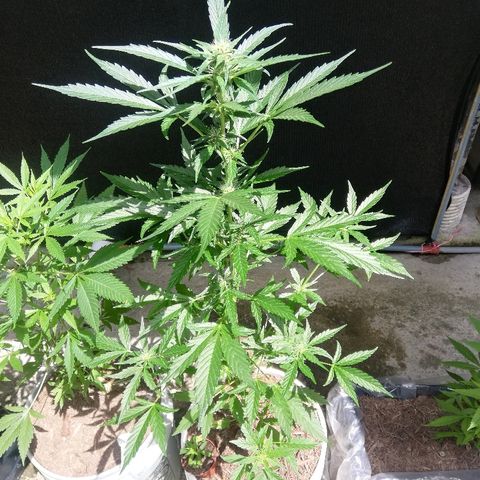 Korra growlog photo: 89 cm
