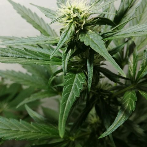 Korra growlog photo: 57 días
89 cm
