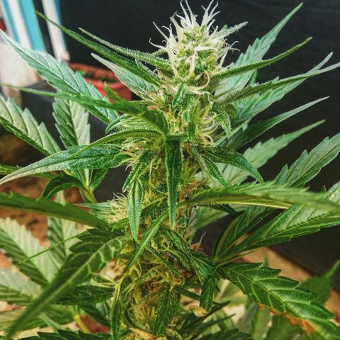Korra growlog timeline photo