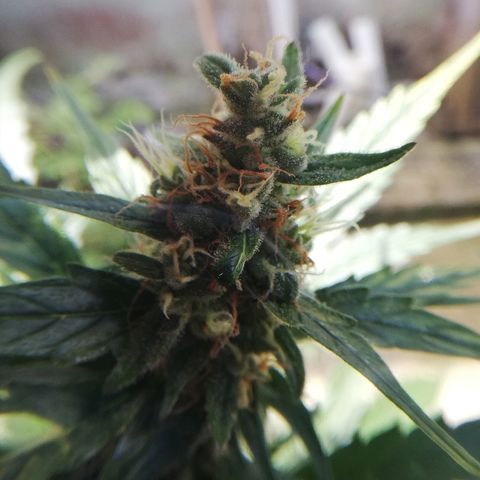 Korra growlog timeline photo