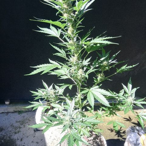Korra growlog timeline photo