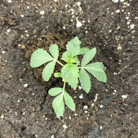 K-Train #1 growlog timeline photo
