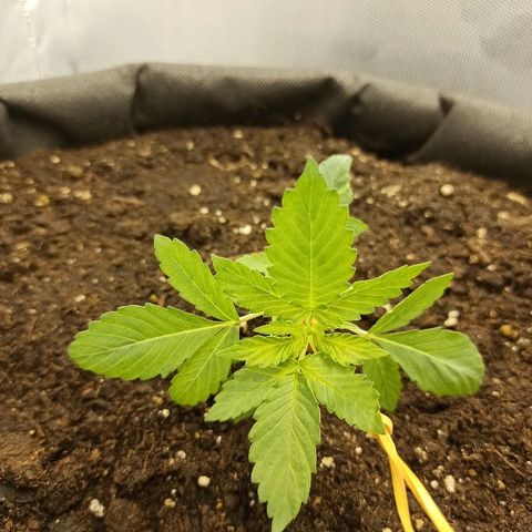 K-Train #1 growlog timeline photo