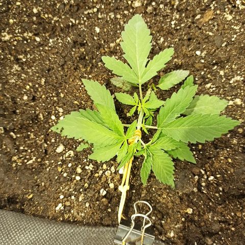 K-Train #1 growlog timeline photo