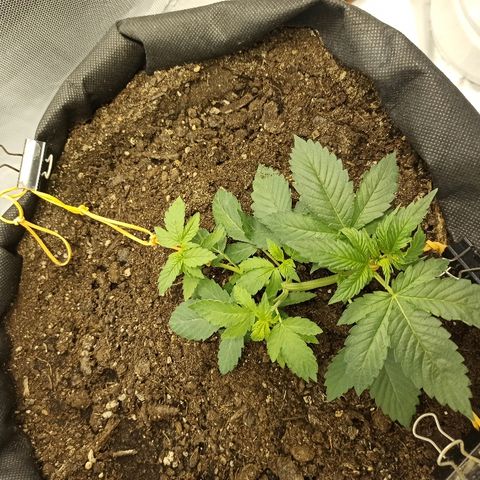 K-Train #1 growlog timeline photo