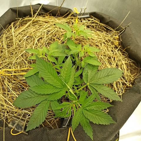 K-Train #1 growlog timeline photo