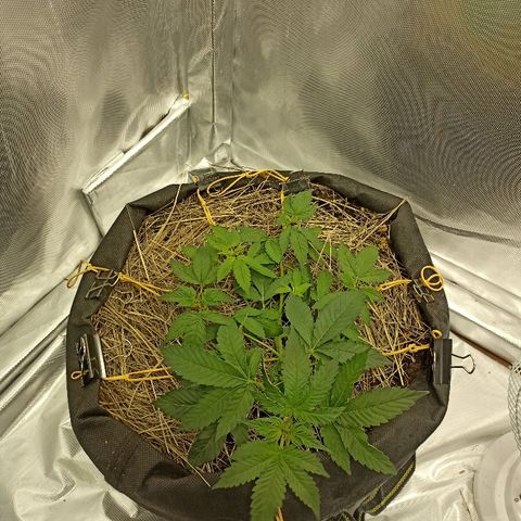 K-Train #1 growlog timeline photo