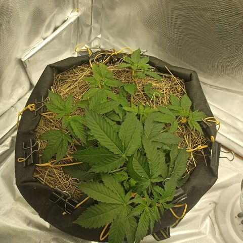 K-Train #1 growlog timeline photo
